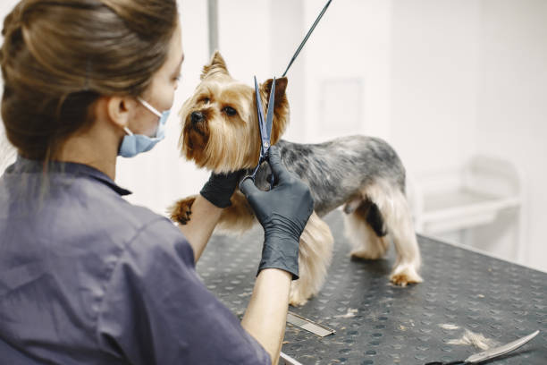 istock Yorkshire terrier getting procedure at the groomer 1295096729