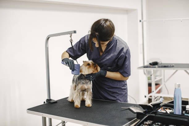 istock Yorkshire terrier getting procedure at the groomer 1295096810