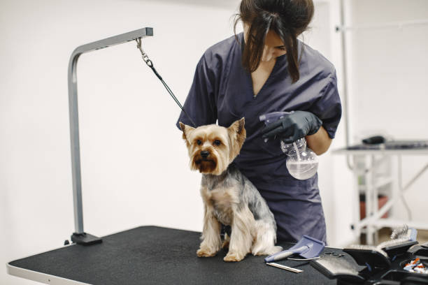 istock Yorkshire terrier getting procedure at the groomer 1295096852