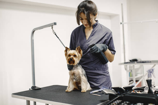 istock Yorkshire terrier getting procedure at the groomer 1295096893