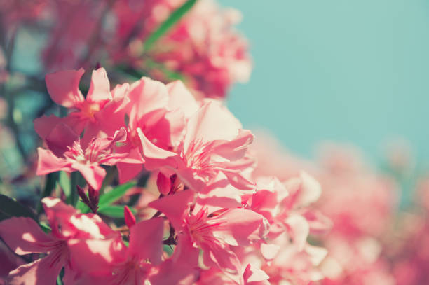 istock Blooming pink flowers against the blue sky. 1295096905