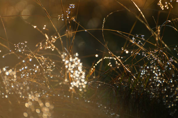 Wild grasses with morning dew at sunrise. Macro image, shallow depth of field. Vintage filter. Beautiful autumn nature background