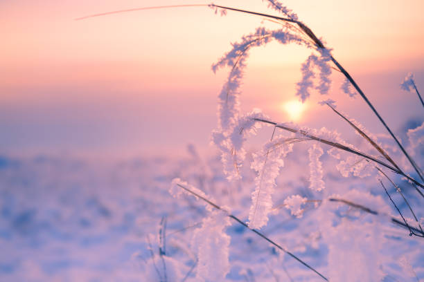 istock Frosted plants on the forest meadow at sunset. 1295096937