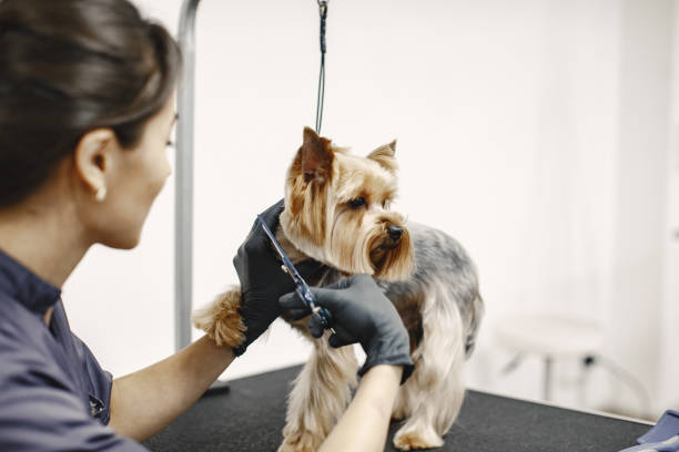 istock Yorkshire terrier getting procedure at the groomer 1295096957
