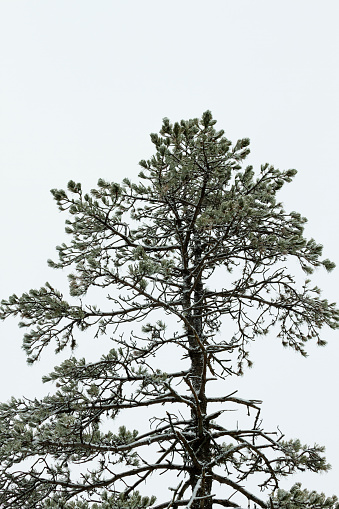 Winter background image of  aGiant Old Pine Tree in the  forest in January