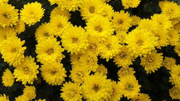 istock Colorful small flowers 1295098768