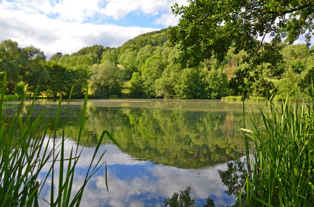 istock Fishing pond in summer 1295101722