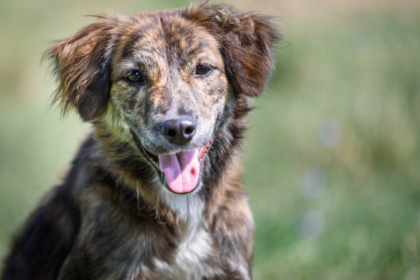 retrato de perro de mongrel - mixed breed dog fotografías e imágenes de stock
