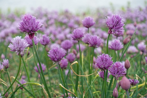 Allium flower macro close up for use as a background or plant identifier.