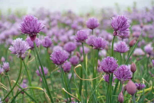 Photo of wild field full of blooming chives