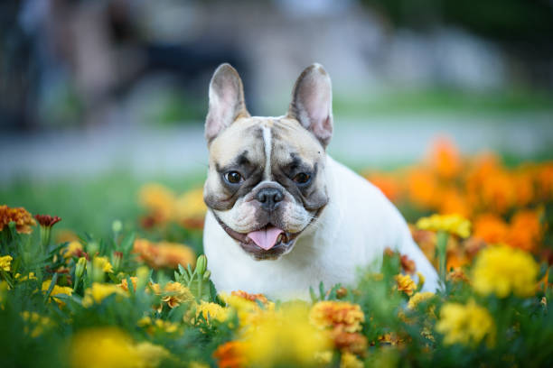 istock French bulldog portrait 1295102401
