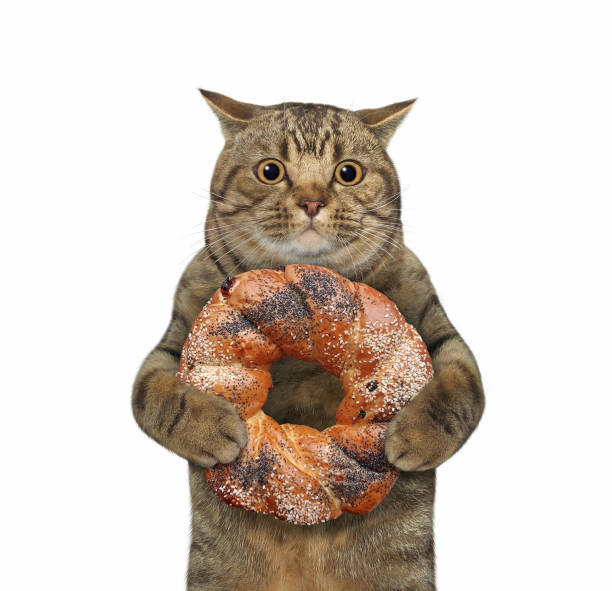 istock Cat beige holds round sweet bun 1295103647