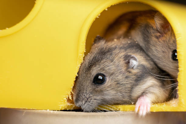 istock Small gray jungar hamster rats in yellow home cage. 1295104113