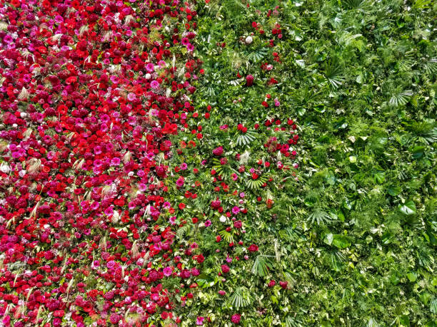Pansy flower display on Margaret's island in the River Danube, Budapest