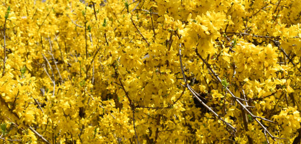 istock Yellow Forsythia bush in bloom 1295105377