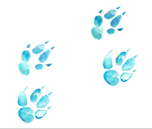 수채화 큰 발자국 일러스트레이션 - snow footprint winter animal track stock illustrations