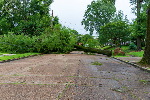 Large Fallen tree blocking access to neighborhood street.