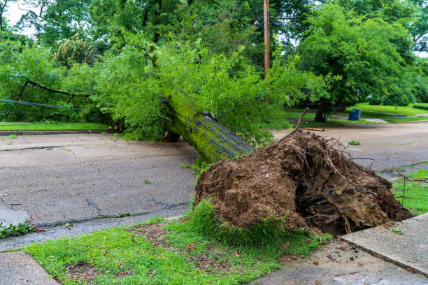 istock Fallen tree blocking access to neighborhood street. 1295107676