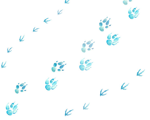 зимние следы животных тему акварели фон - animal track stock illustrations