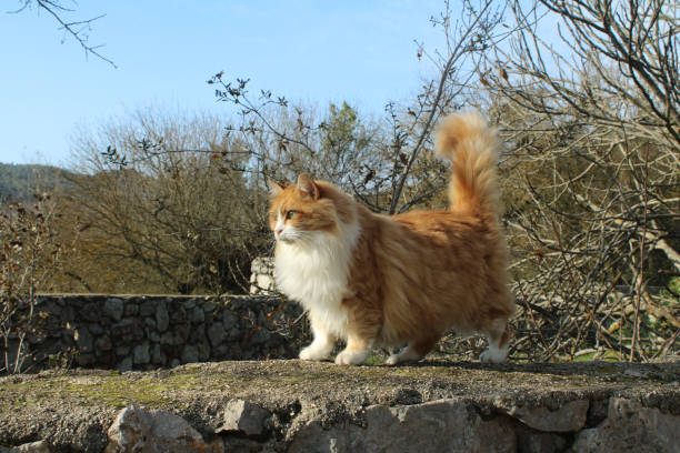 istock A fluffy tabby stray cat is sunbathing on the wall. 1295110513
