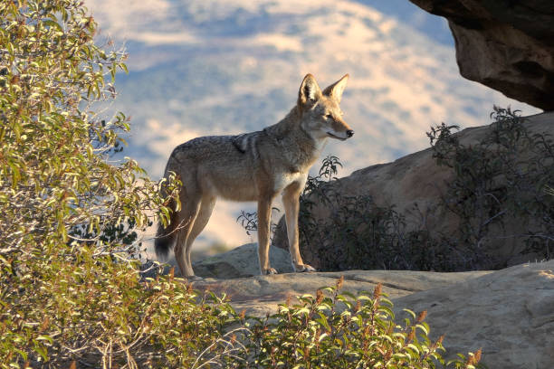istock Wild Coyote in Early Morning Light 1295112473
