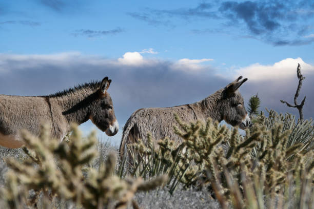 istock Two Wild Burros at Red Rock Nevada 1295112524