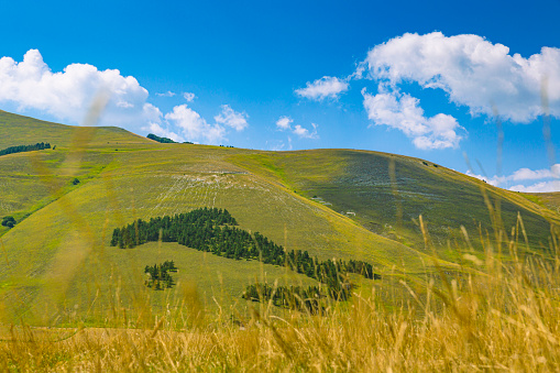 Castelluccio di Norcia (Umbria - Italy) - Small wood in the shape of Italy in the Piangrande of the Sibillini Mountains