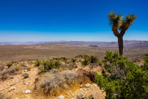istock Hiking Ryan Mountain in Joshua Tree 1295114487