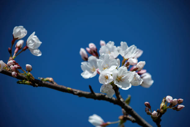 istock Sakura cherry trees blossoming in Chiune Sugihara Sakura Garden, Vilnius 1295116897