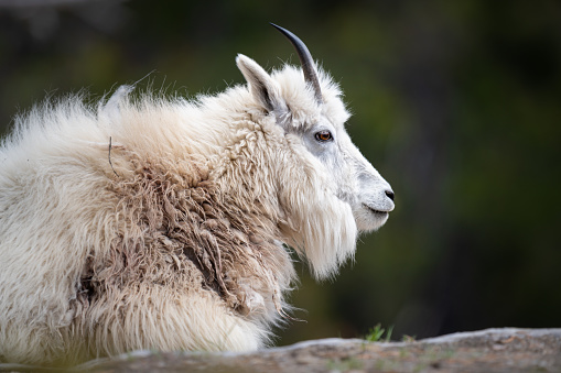 Mountain goat in the Canadian wilderness