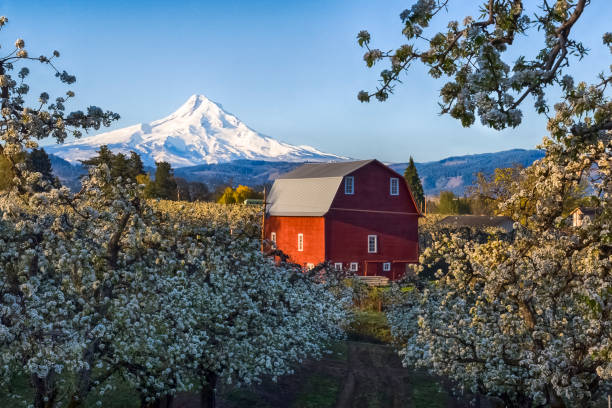 Mt. Hood and pear orchard Blooming season in Hood River, Oregon. Iconic view landscape. Red barn, Mt. Hood and blooming trees in pear orchard oregon barn farm mt hood stock pictures, royalty-free photos & images