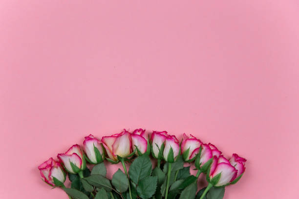 istock Roses on pink background February 14 Valentine's Day 1295125263