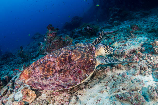 istock Hawksbill Sea Turtle (Eretmochelys imbricata) feeding on a tropical coral reef 1295125528