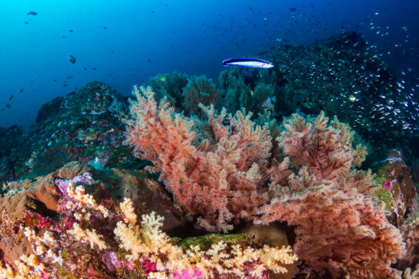istock Tropical fish and corals on a fragile coral reef system in Asia 1295127358