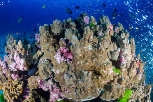 istock Tropical fish and corals on a fragile coral reef system in Asia 1295127894