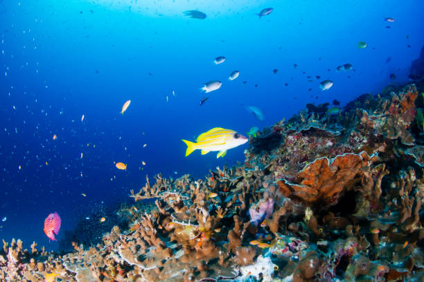 istock Tropical fish and corals on a fragile coral reef system in Asia 1295127929