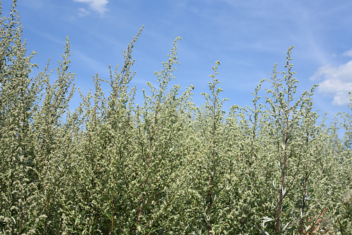 a lot of mugwort with blue sky