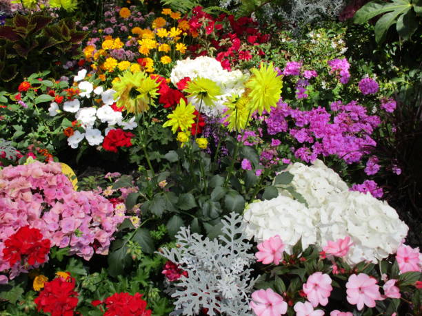 Gardeners dream 3