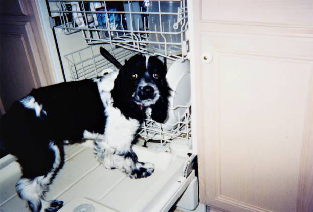 Dog in Open Dishwasher Cocker Spaniel caught in dishwasher after licking food off plates. Copy Space. Candid photo.  Humorous. dog dishwasher stock pictures, royalty-free photos & images