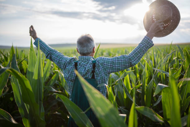 istock Success farmer in corn agriculture fields, happy farmer in the fields. 1295131714