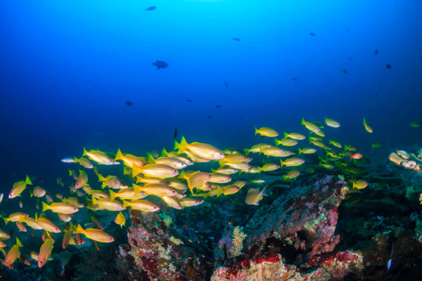 School of colorful blue stripe snapper on a tropical coral reef in Thailand's Andaman Sea School of colorful blue stripe snapper on a tropical coral reef in Thailand's Andaman Sea grunt fish photos stock pictures, royalty-free photos & images