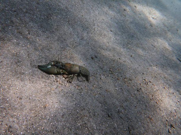 Underwater view of a crawfish (crayfish) in Lake Tahoe, as seen while scuba diving