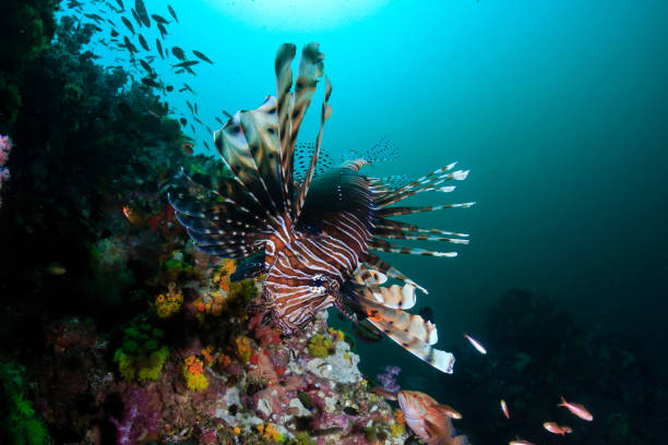 istock Lionfish on a colorful tropical coral reef (Richelieu Rock, Thailand) 1295136368