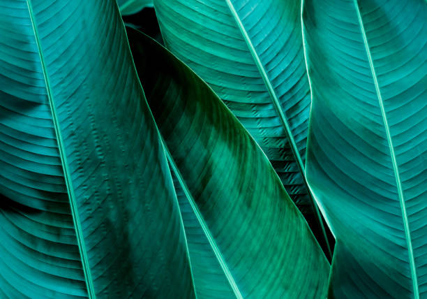istock Tropical leaves, Dark green leaf texture background. 1295138351
