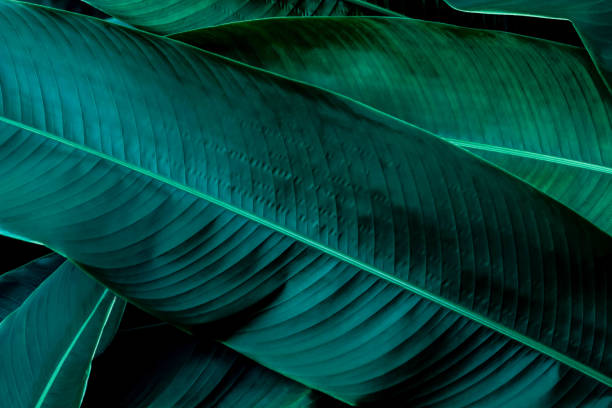istock Tropical leaves, Dark green leaf texture background. 1295138353