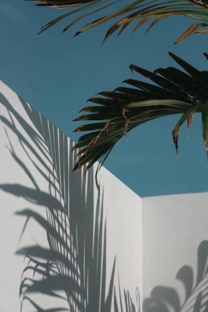 istock Palm tree leaves against turquoise sky and white wall 1295138374