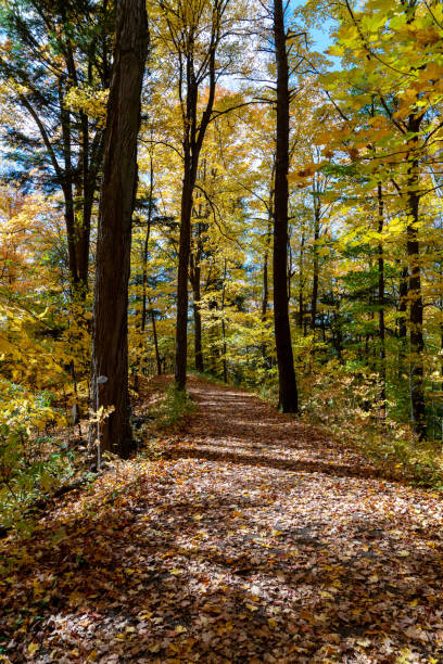istock Autumn forest pathway at Kortright Centre Conservation, Woodbridge, Vaughan, Canada 1295141294