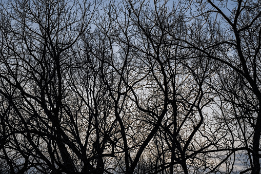 This image show the darkened branches of the tree canopies of a forest during a sunset. There are no leaves on the trees allowing the branches to be shown.