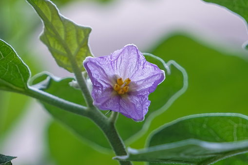 The flower of the eggplant is blooming.