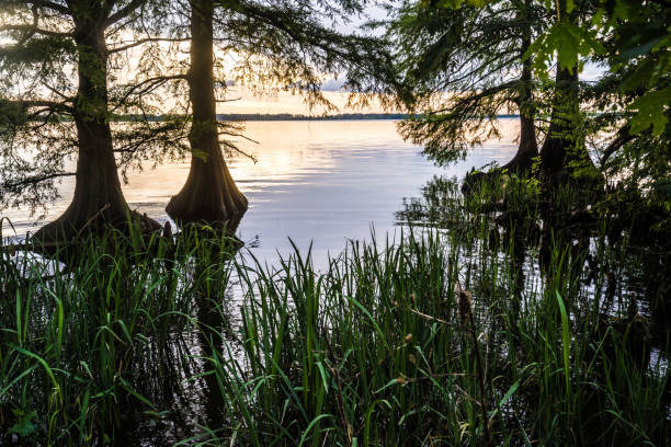 Sunset at Reelfoot Lake in TN Cypress trees at dusk at Reelfoot Lake State Park, TN reelfoot lake stock pictures, royalty-free photos & images